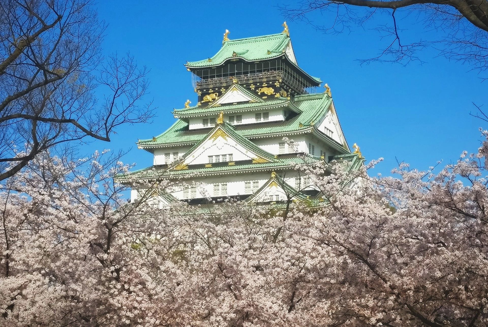 Cherry blossoms framing a cultural journey through Japan