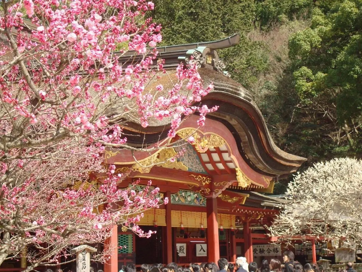 Dazaifu Tenmangu shrine framed by pink blossoms near Fukuoka